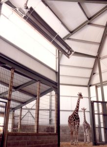 zoo heaters giraffe