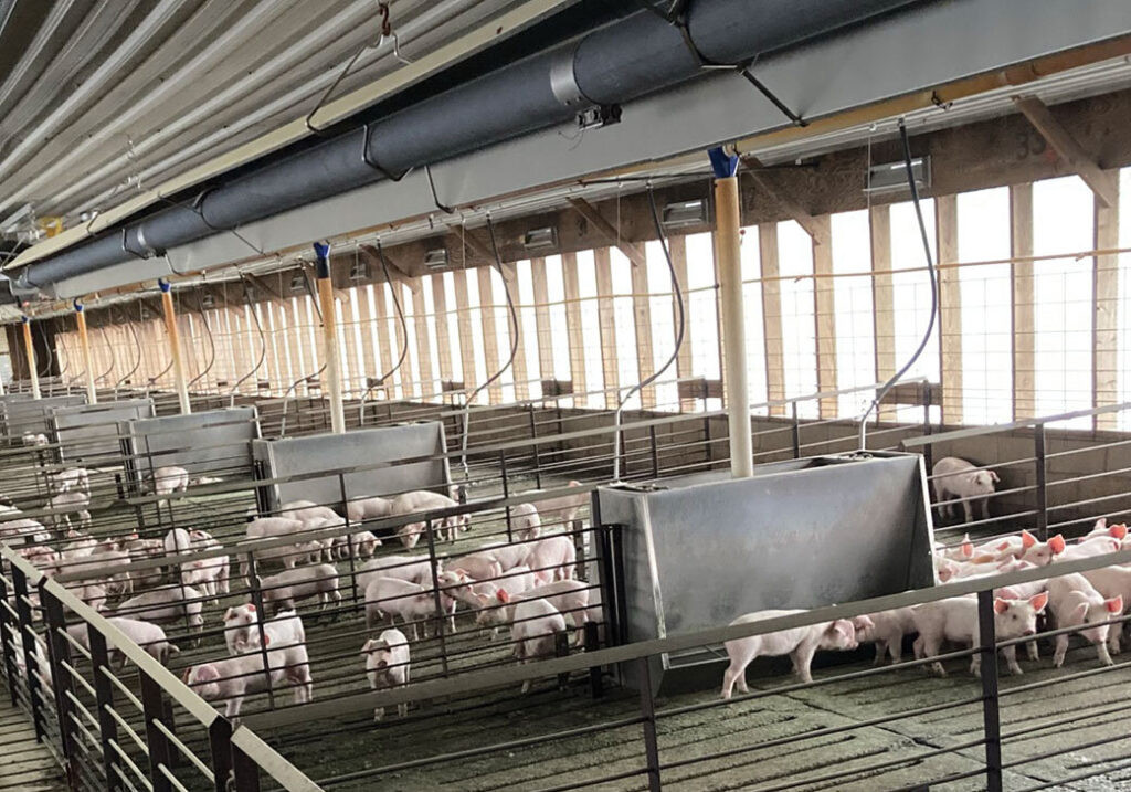 Swine farm using infrared heating technology from Space Ray.